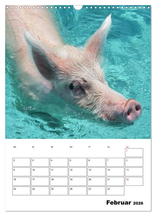 Produktbild: Schweine auf den Bahamas! (Wandkalender 2026 DIN A3 hoch), CALVENDO Monatskalender