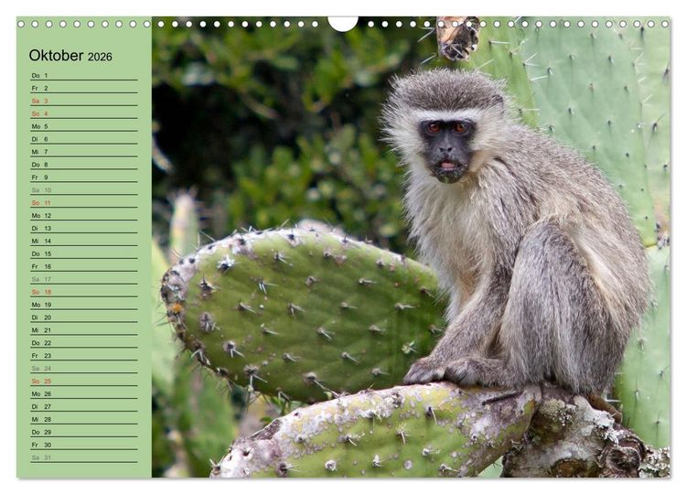 Produktbild: Affen in Afrika (Wandkalender 2026 DIN A3 quer), CALVENDO Monatskalender