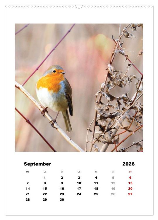 Produktbild: Rotkehlchen, s&uuml;&szlig;e kleine Knutschkugeln (Wandkalender 2026 DIN A2 hoch), CALVENDO Monatskalender