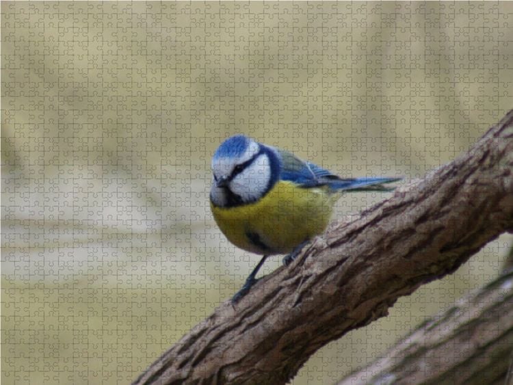 Produktbild: CALVENDO Puzzle Blaumeise 1000 Teile Lege-Gr&ouml;&szlig;e 64 x 48 cm Foto-Puzzle Bild von kattobello