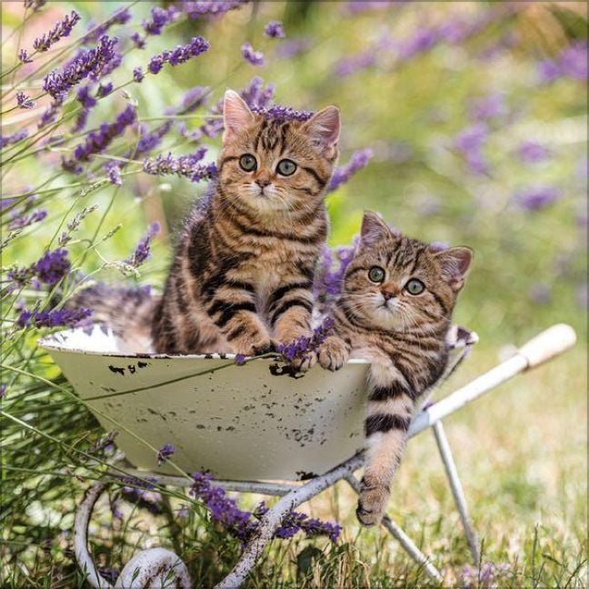 Produktbild: Cats 2027
