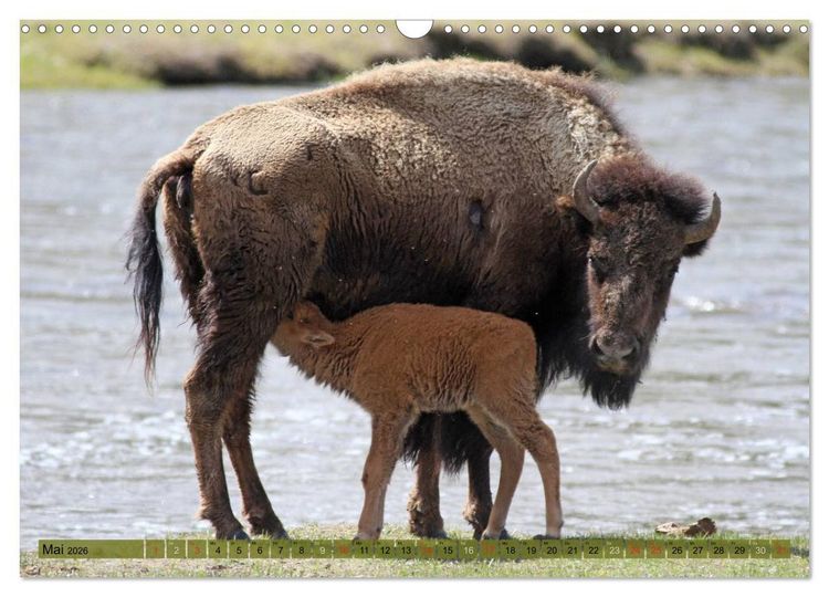 Produktbild: Wildtiere Nordamerikas (Wandkalender 2026 DIN A3 quer), CALVENDO Monatskalender