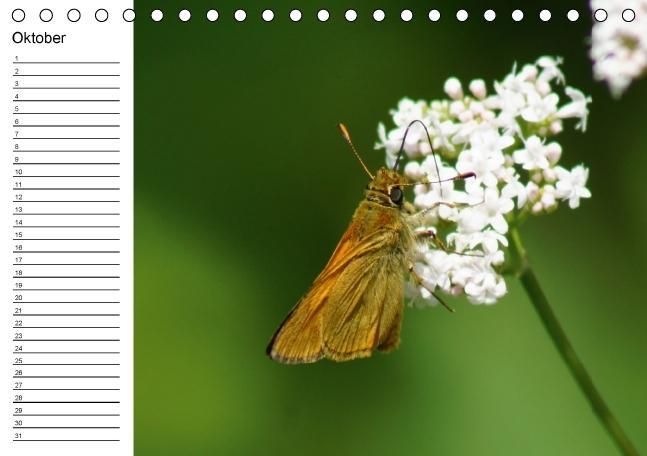 Produktbild: Heimische Schmetterlinge / Geburtstagskalender (Tischkalender immerw&auml;hrend DIN A5 quer)