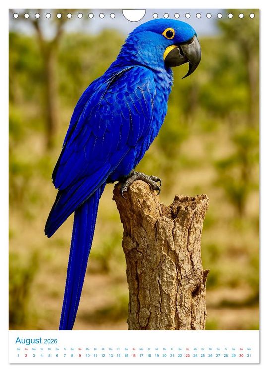 Produktbild: Blaue V&ouml;gel (Wandkalender 2026 DIN A4 hoch), CALVENDO Monatskalender