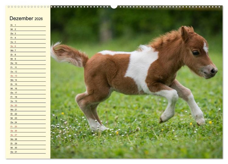 Produktbild: Ponys. Herzensbrecher mit Grips (Wandkalender 2026 DIN A2 quer), CALVENDO Monatskalender