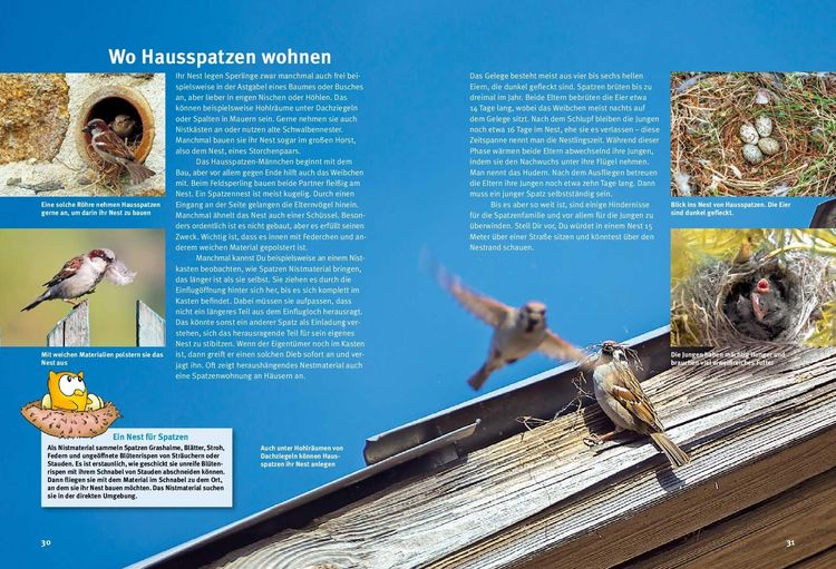 Produktbild: Entdecke die Spatzen