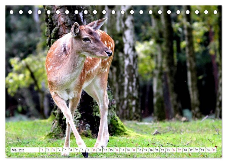 Produktbild: Der Damhirsch - Der Schaufeltr&auml;ger des Waldes (Tischkalender 2026 DIN A5 quer), CALVENDO Monatskalender