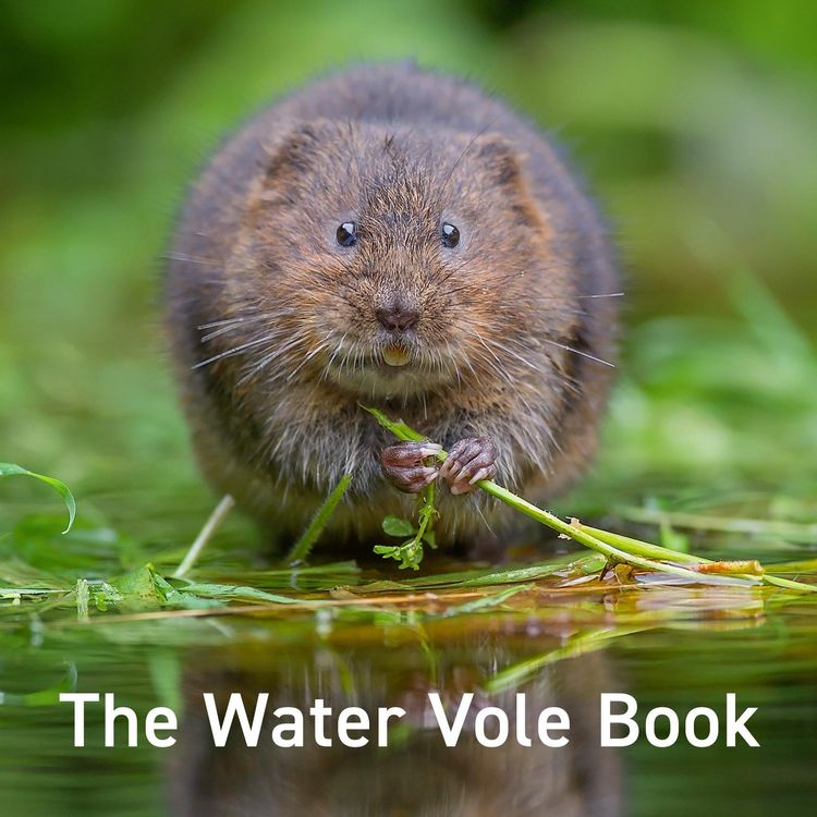 Produktbild: Water Vole Book