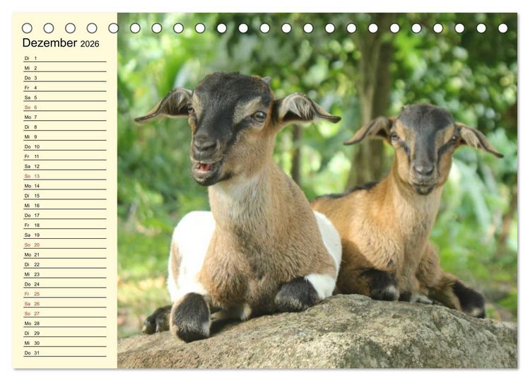 Produktbild: Ziegen. Lustige Ausbruchsk&uuml;nstler (Tischkalender 2026 DIN A5 quer), CALVENDO Monatskalender