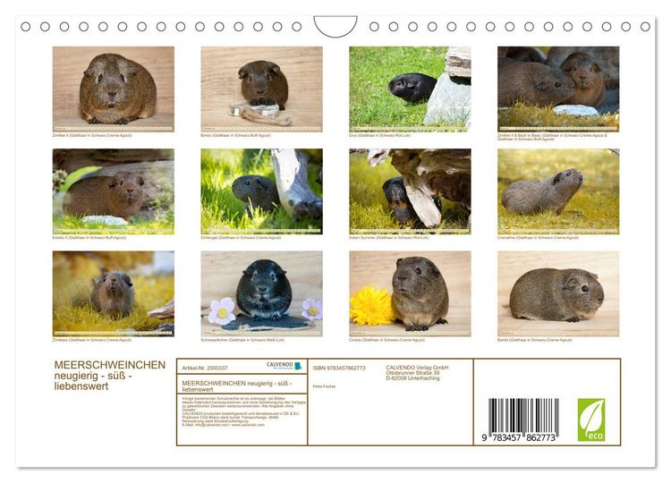 Produktbild: MEERSCHWEINCHEN neugierig - s&uuml;&szlig; - liebenswert (Wandkalender 2026 DIN A4 quer), CALVENDO Monatskalender