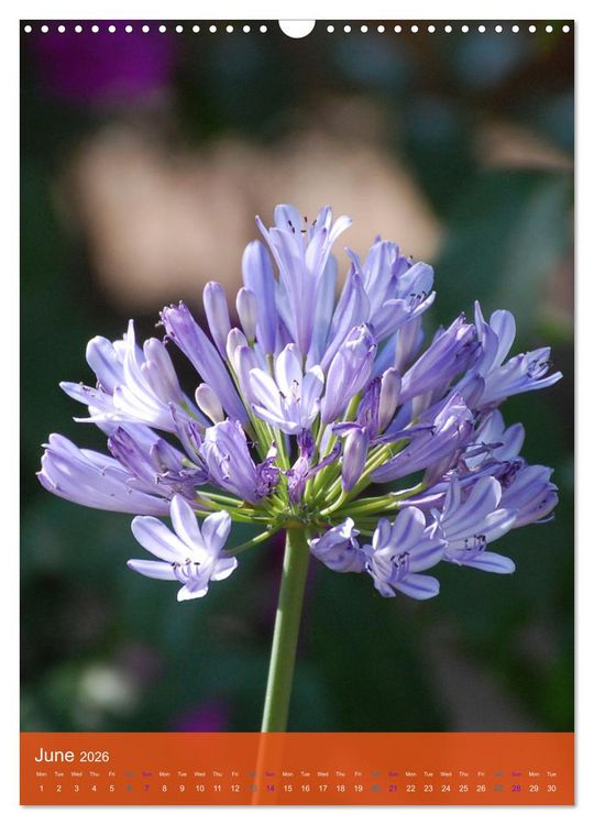 Produktbild: Mexican Garden Flowers - Aguascalientes (Wall Calendar 2026 DIN A3 portrait), CALVENDO 12 Month Wall Calendar