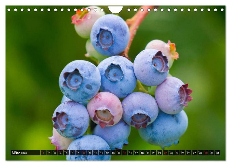 Produktbild: Superfood Blaubeere. Ich esse gerne Heidelbeeren! (Wandkalender 2026 DIN A4 quer), CALVENDO Monatskalender