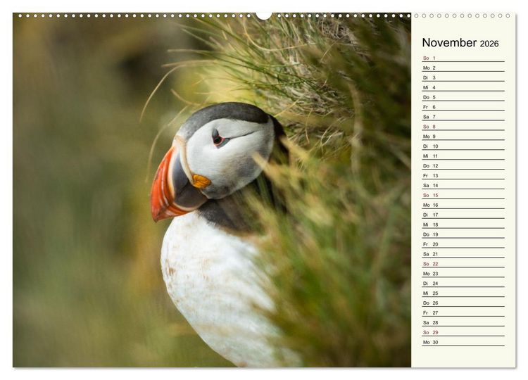 Produktbild: Die Papageientaucher von Island (hochwertiger Premium Wandkalender 2026 DIN A2 quer), Kunstdruck in Hochglanz