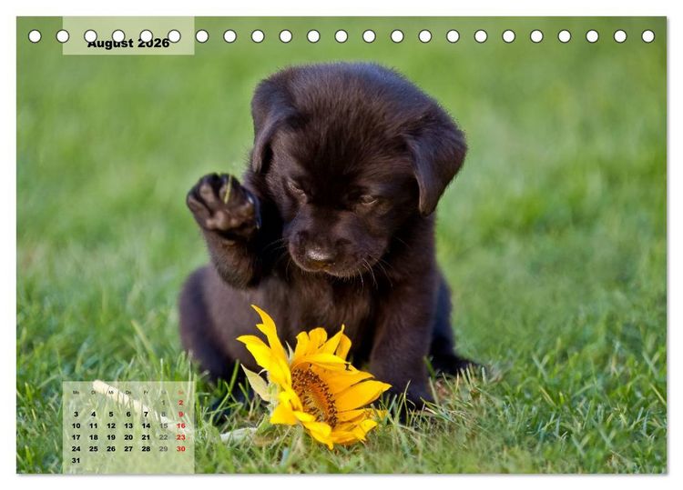 Produktbild: Welpenspa&szlig; (Tischkalender 2026 DIN A5 quer), CALVENDO Monatskalender