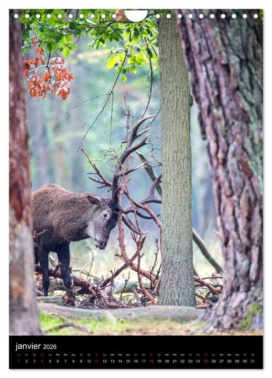 Produktbild: LE CERF EN FRANCE (Calendrier mural 2026 DIN A4 horizontal), CALVENDO calendrier mensuel