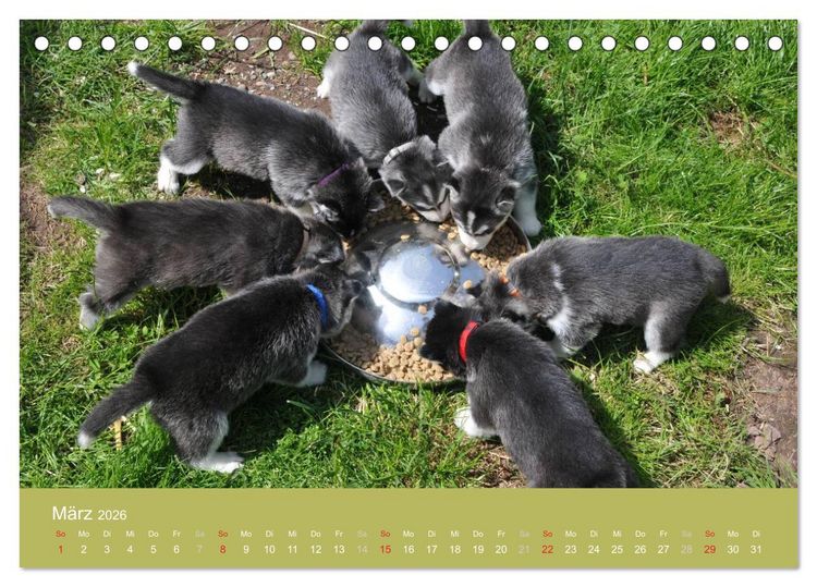 Produktbild: Husky Welpen (Tischkalender 2026 DIN A5 quer), CALVENDO Monatskalender