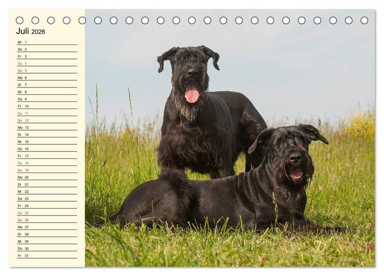 Produktbild: Treuer Freund Riesenschnauzer (Tischkalender 2026 DIN A5 quer), CALVENDO Monatskalender
