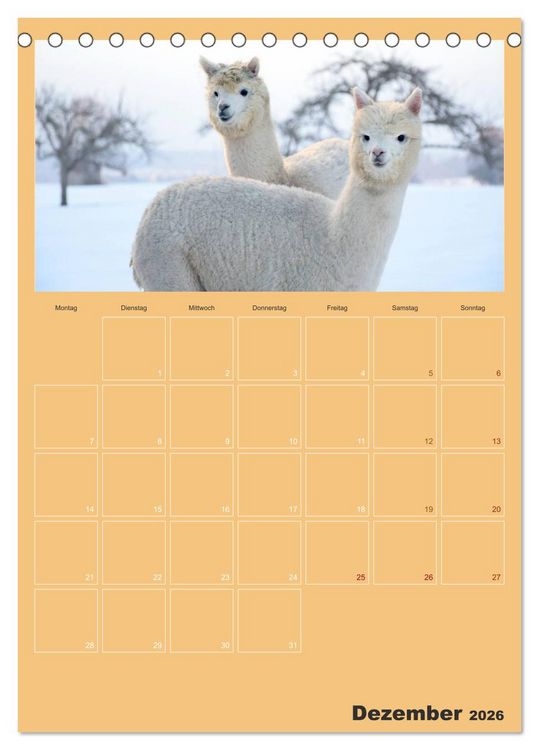 Produktbild: Alpakas zum Verlieben (Tischkalender 2026 DIN A5 hoch), CALVENDO Monatskalender