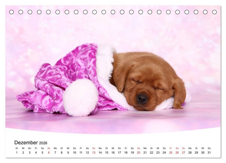 Produktbild: Labrador Welpen - Labrador Puppies (Tischkalender 2026 DIN A5 quer), CALVENDO Monatskalender