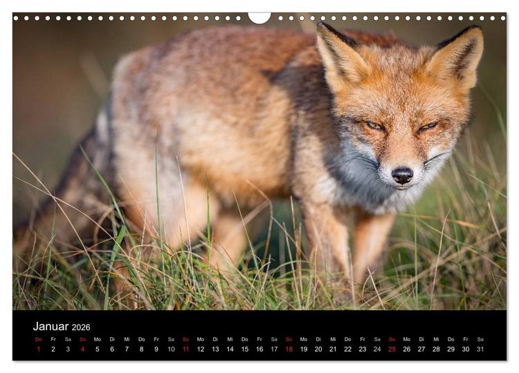 Produktbild: Rotf&uuml;chse (Wandkalender 2026 DIN A3 quer), CALVENDO Monatskalender