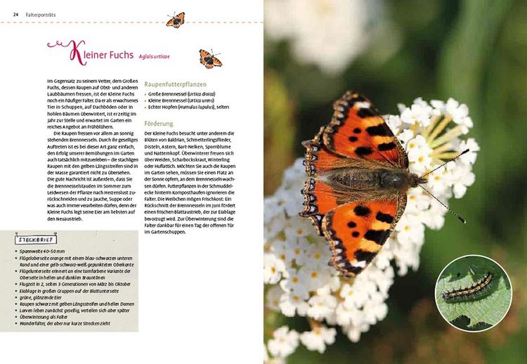 Produktbild: Mein Schmetterlingsgarten