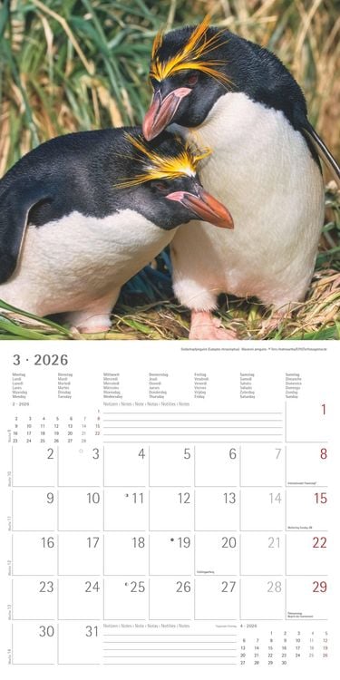 Pinguine 2026 - Broschürenkalender 30x30 cm (30x60 geöffnet) - Kalender mit Platz für Notizen - Penguins - Bildkalender - Wandplaner - Wandkalender