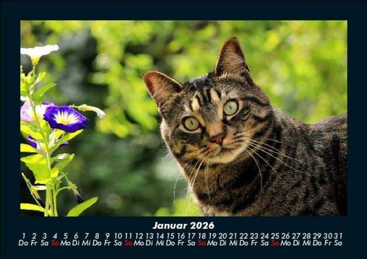 Produktbild: F&uuml;r Katzenfreunde 2026 Fotokalender DIN A5