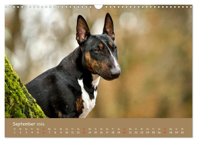 Produktbild: Einmal Bullterrier - immer Bullterrier (Wandkalender 2026 DIN A3 quer), CALVENDO Monatskalender