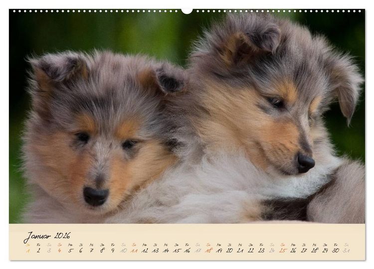 Produktbild: Collie Welpen zum Verlieben (Wandkalender 2026 DIN A2 quer), CALVENDO Monatskalender