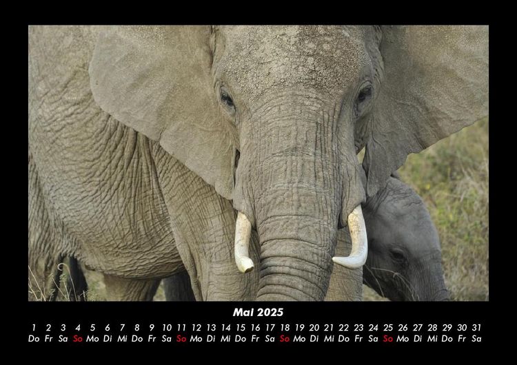 Produktbild: Der Tierkalender 2025 Fotokalender DIN A3