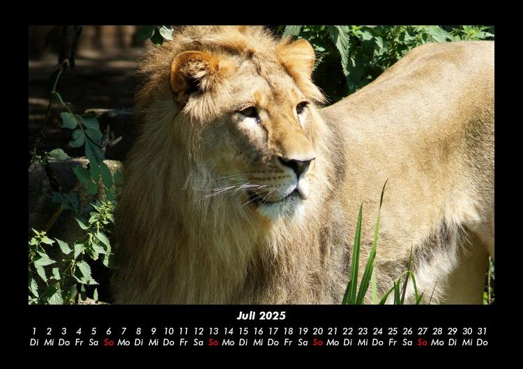 Produktbild: L&ouml;wen in der Wildnis 2025 Fotokalender DIN A3