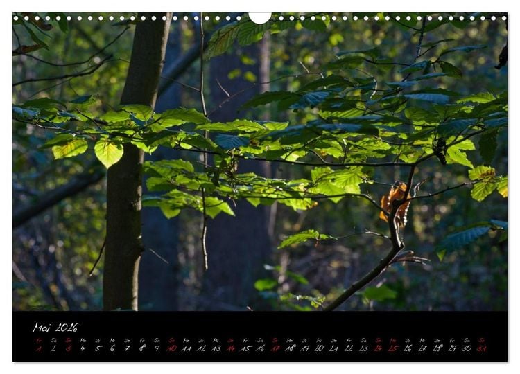 Produktbild: Wald (Wandkalender 2026 DIN A3 quer), CALVENDO Monatskalender
