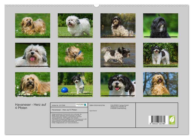 Produktbild: Havaneser - Herz auf 4 Pfoten (hochwertiger Premium Wandkalender 2026 DIN A2 quer), Kunstdruck in Hochglanz