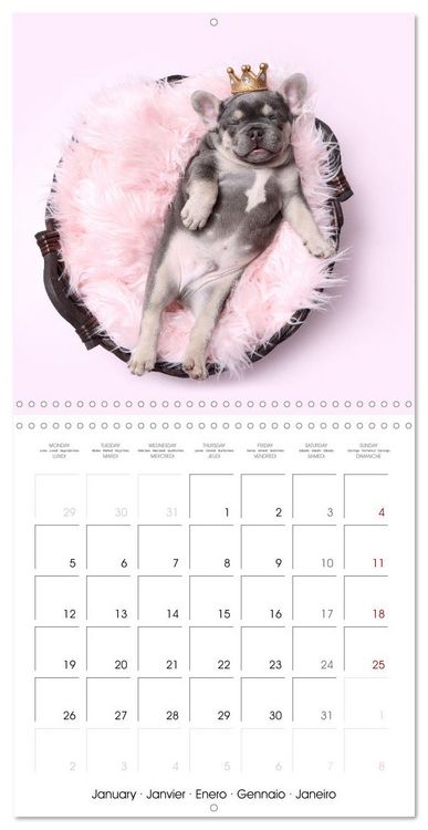 Produktbild: Sleeping Puppies (Wall Calendar 2026 12 &times; 12 Inch) CALVENDO 12 Month Wall Calendar