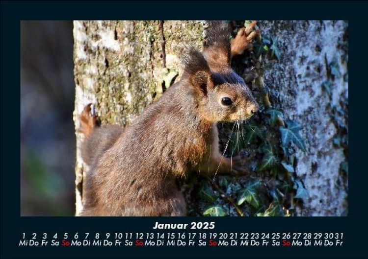 Produktbild: Waldbewohner 2025 Fotokalender DIN A5