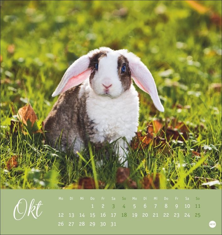 Produktbild: S&uuml;&szlig;e Kaninchen Postkartenkalender 2026