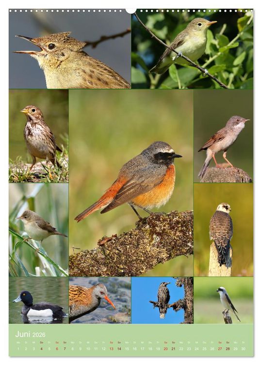 Produktbild: Alles f&uuml;r die V&ouml;gel (hochwertiger Premium Wandkalender 2026 DIN A2 hoch), Kunstdruck in Hochglanz