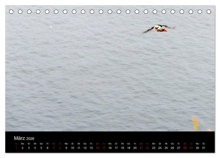 Produktbild: Puffins - V&ouml;gel des Nordens (Tischkalender 2026 DIN A5 quer), CALVENDO Monatskalender
