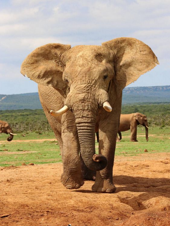 Produktbild: CALVENDO Puzzle Ein Motiv aus dem Kalender S&Uuml;DAFRIKA Wild-Tiere im Addo Elephant Park | 1000 Teile Lege-Gr&ouml;&szlig;e 64x48cm Foto-Puzzle f&uuml;r gl&uuml;ckliche Stund