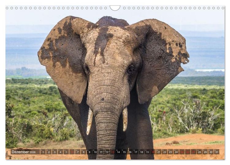 Produktbild: blick kontakt mit tieren im &ouml;stlichen und s&uuml;dlichen afrika (Wandkalender 2026 DIN A3 quer), CALVENDO Monatskalender