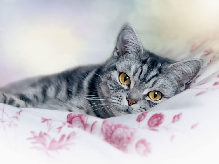 Produktbild: CALVENDO Puzzle Britisch Kurzhaar - Katzen zum Verlieben | 1000 Teile Lege-Gr&ouml;&szlig;e 64 &times; 48 cm Foto-Puzzle f&uuml;r gl&uuml;ckliche Stunden