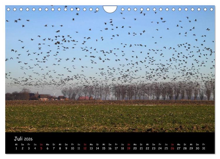 Produktbild: Schrei der Wildg&auml;nse (Wandkalender 2026 DIN A4 quer), CALVENDO Monatskalender