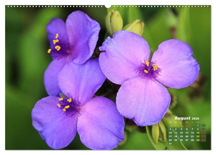Produktbild: Sommerliche Bl&uuml;tentr&auml;ume (Wandkalender 2026 DIN A2 quer), CALVENDO Monatskalender