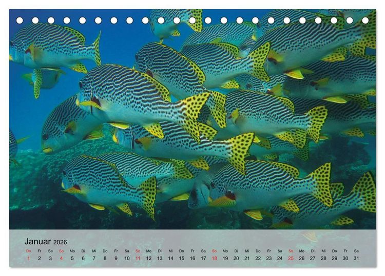 Produktbild: In der Meerestiefe. Fische und Korallen im ewigen Blau (Tischkalender 2026 DIN A5 quer), CALVENDO Monatskalender
