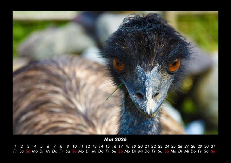 Produktbild: Welt der V&ouml;gel 2026 Fotokalender DIN A3