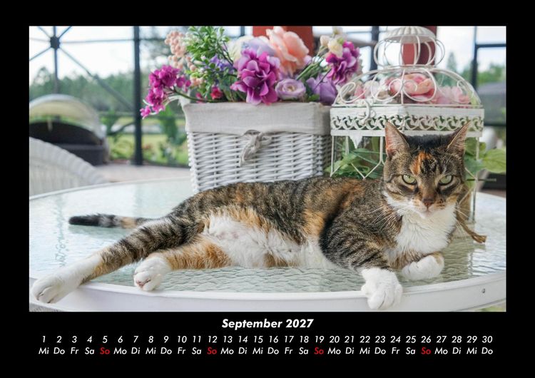 Produktbild: F&uuml;r Katzenfreunde 2027 Fotokalender DIN A3