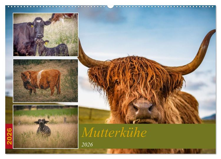 Produktbild: Mutterk&uuml;he (Wandkalender 2026 DIN A2 quer), CALVENDO Monatskalender