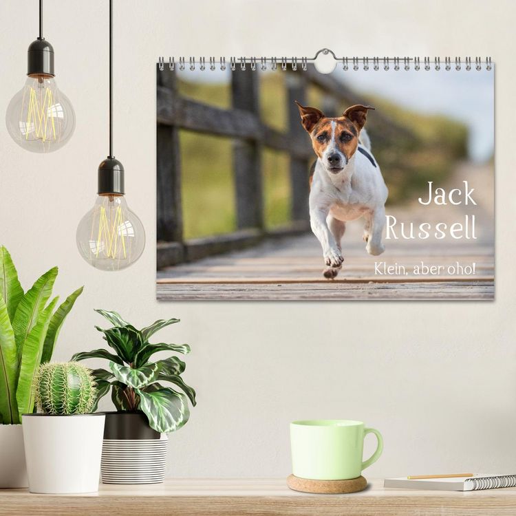 Produktbild: Jack Russell - Klein, aber oho! (Wandkalender 2026 DIN A4 quer), CALVENDO Monatskalender