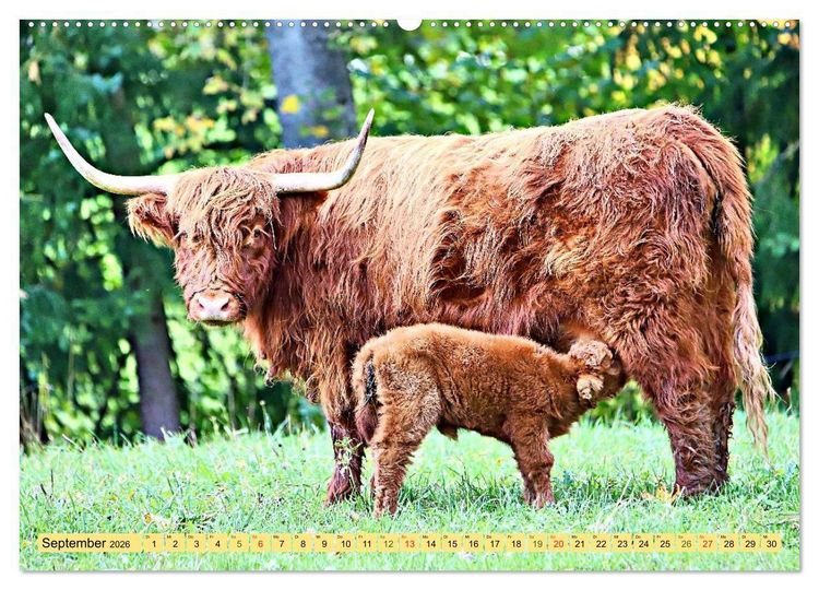 Produktbild: Highland Cattle, die Hochlandrinder aus Pfeffingen (Wandkalender 2026 DIN A2 quer), CALVENDO Monatskalender