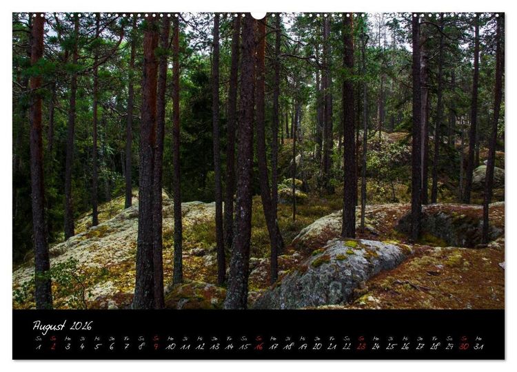 Produktbild: Wald (hochwertiger Premium Wandkalender 2026 DIN A2 quer), Kunstdruck in Hochglanz